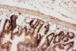 Anti-Beclin 1 Picoband Antibody